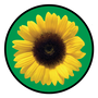 Sunflower Program